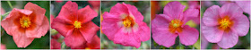 Abriachan Nurseries Helianthemums - Rock Roses
