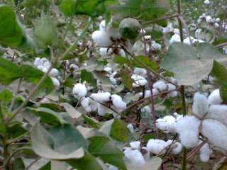 Cotton Plant Care