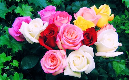 Fotografias de rosas de colores para el Dia de las Madres