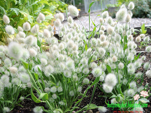  Hạt Giống Cỏ Đuôi Thỏ (Bunny Tails)