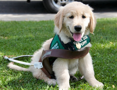 Golden pup Natura, trying on a Guide Dog harness for size!