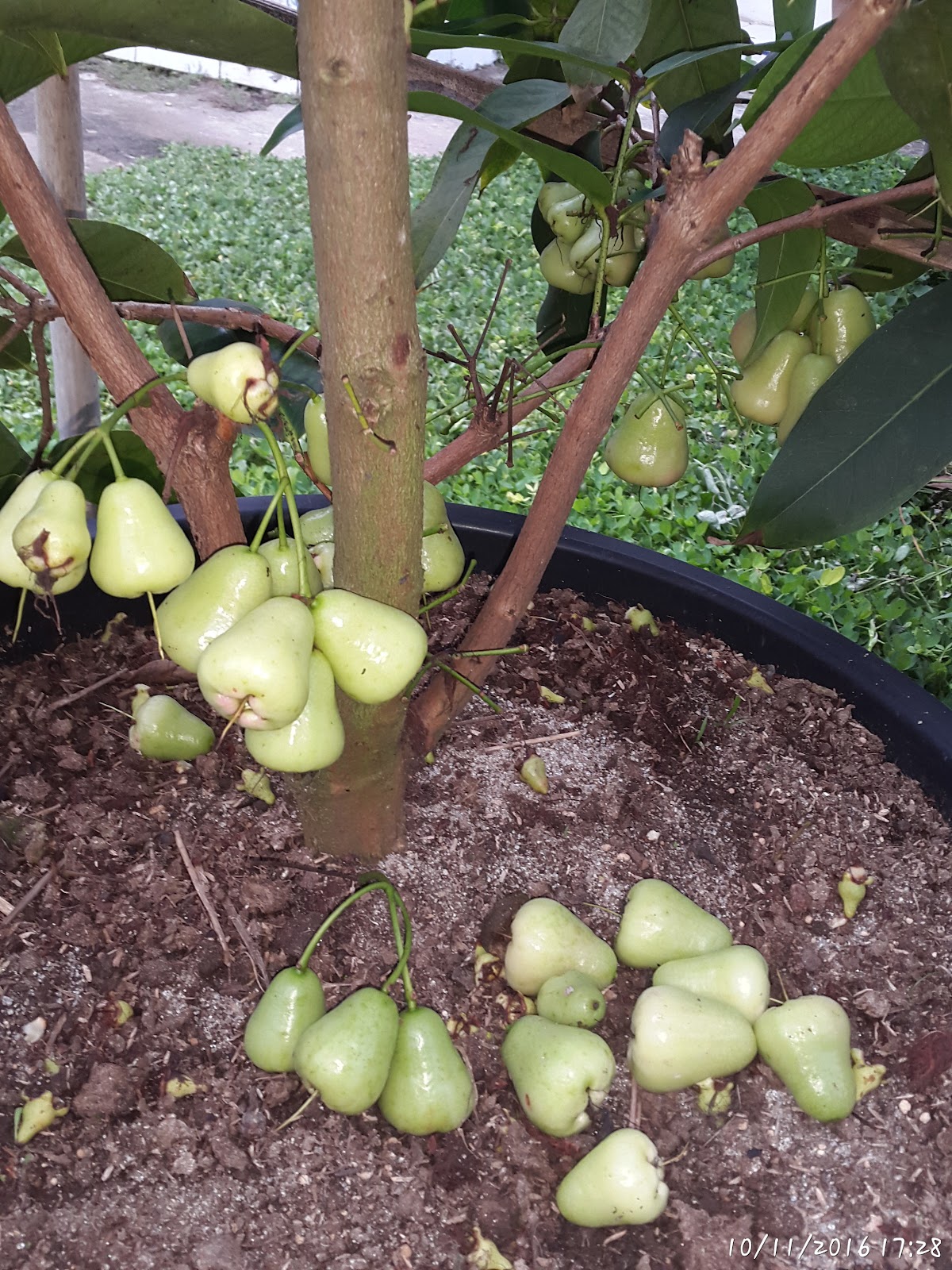 MARIHAT JAMBU MADU Agar Bunga dan Bakal Buah Tidak Rontok