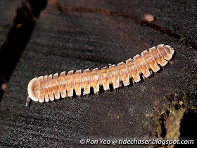 Polydesmid millipede