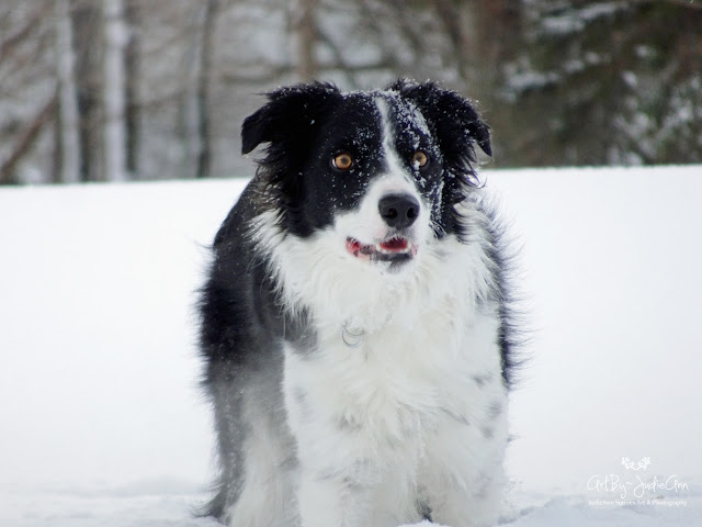 Border collie photo