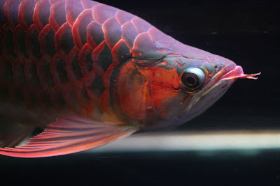 Gambar Ikan Arwana Super Red