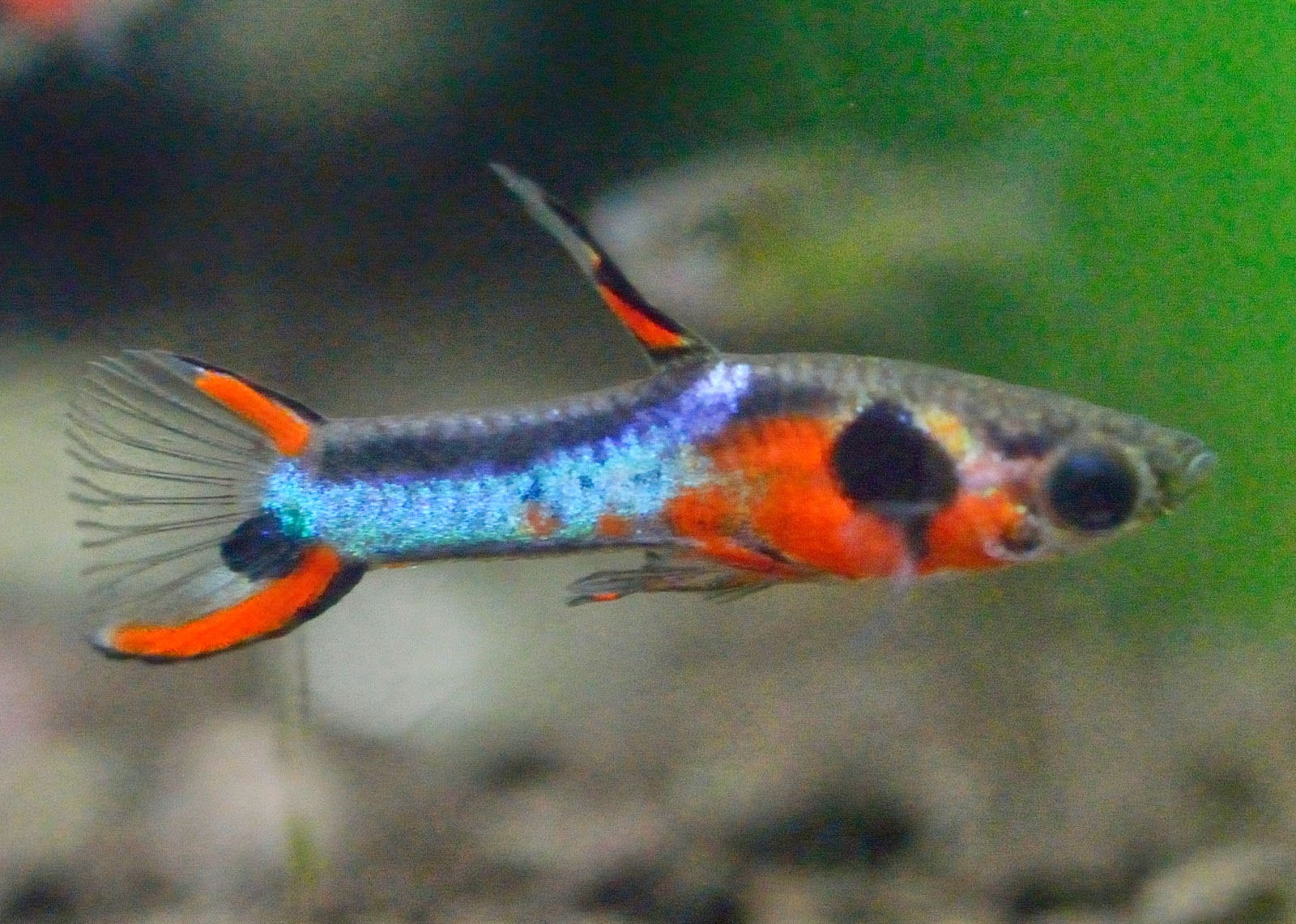 Guppy-End: Guppy & Endlers Hybrid Variations