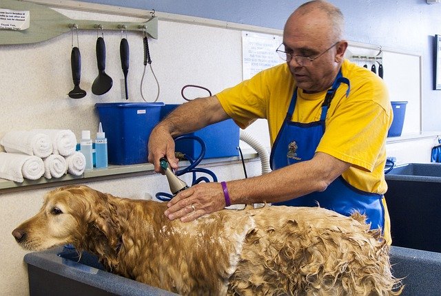 DIY Dog Grooming Guide