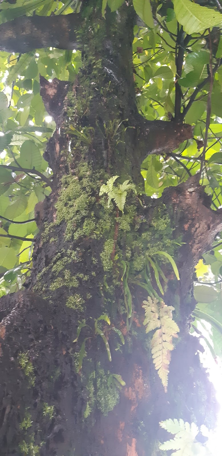 Pohon Dillenia indica alias Sempur