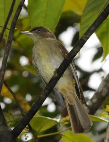 Buff-vented Bulbul (Iole olivacea)