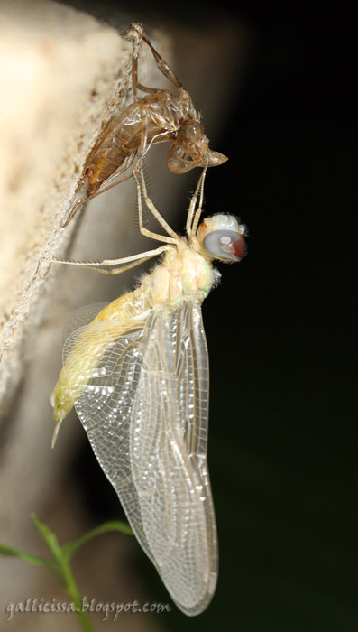 Tramea limbata emerging