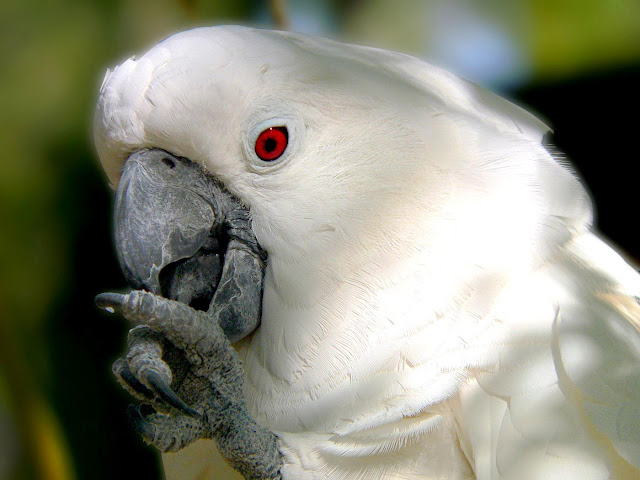 Cockatoo Pet Birds