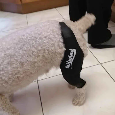 Dog Brace