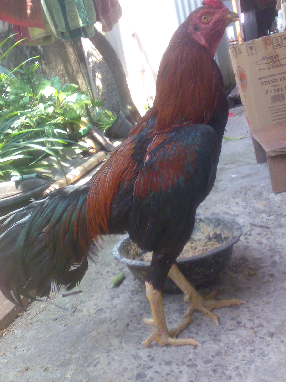 Foto Ayam Jago Bangkok Petarung Terhebat