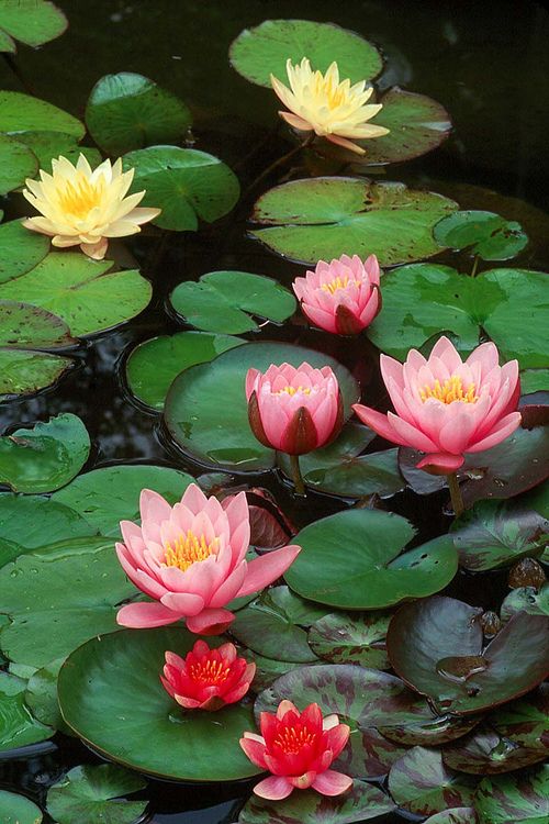 The Lotus flower is a metaphor for Buddhism/a metaphor for life- the muddy swamp is where the Lotus Flower blooms