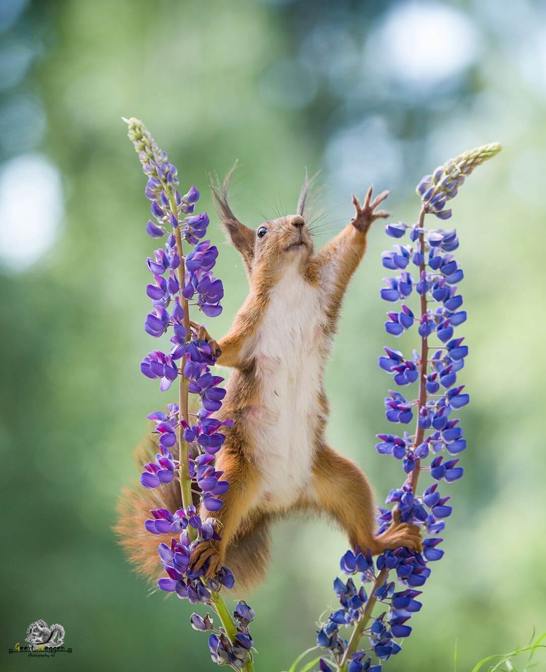 Photographer Captures Charming, Extraordinary Pictures of Wild Squirrels Being Very Curious