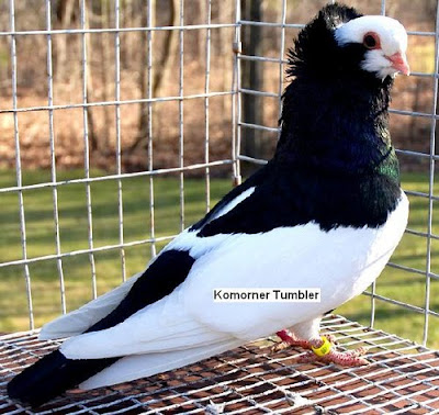 Komorner Tumbler Pigeon Felegyhazer Tumbler Pigeon