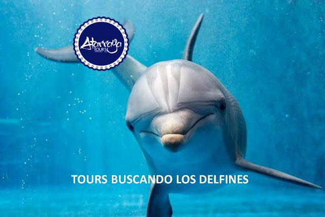 imagen Tours buscando los delfines sábado 24 de noviembre 2018 