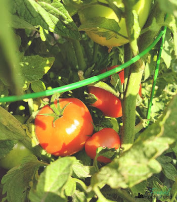 how to can tomatoes in a water bath