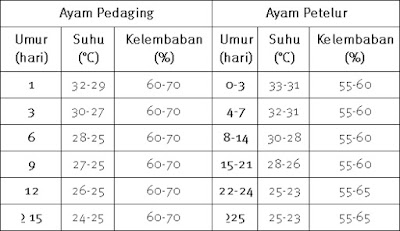 Gambar Suhu Kandang Ayam Pedaging