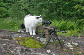 Funny cats - part 95 (40 pics + 10 gifs), cat pictures, cat investigates sniper weapon