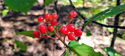A bunch of red berries from a tree.