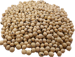 Nutritious Soyabean is the richest source of Vegan protein and Milk