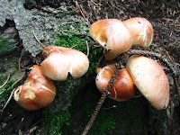 Hypholoma sublateritium