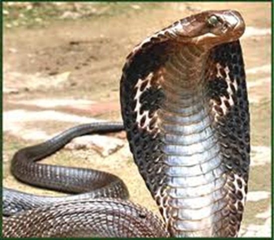 The Deadly King Cobra Snake 