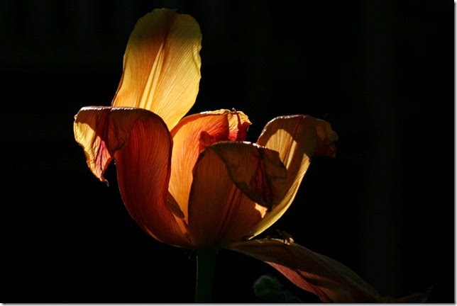 tulip