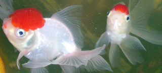 Oranda fish