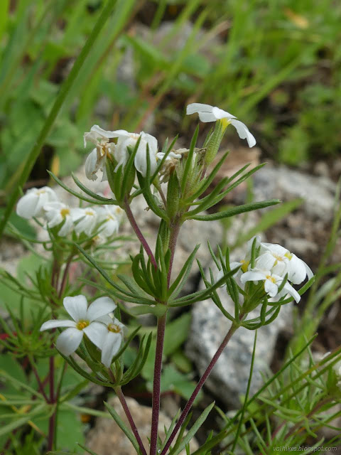 33: white flowers