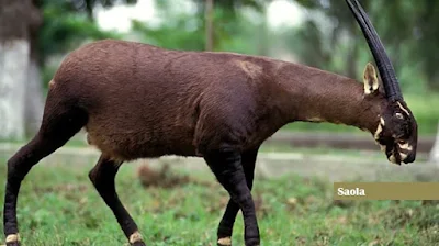 Saola