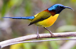 Green-tailed sunbird (Aethopyga nipalensis) atau yang juga dikenal dengam nama Nepal yellow-backed sunbird adalah spesies burung dari keluarga Nectariniidae