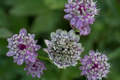 Astrantia major – Greater Masterwort (Astranzia maggiore)