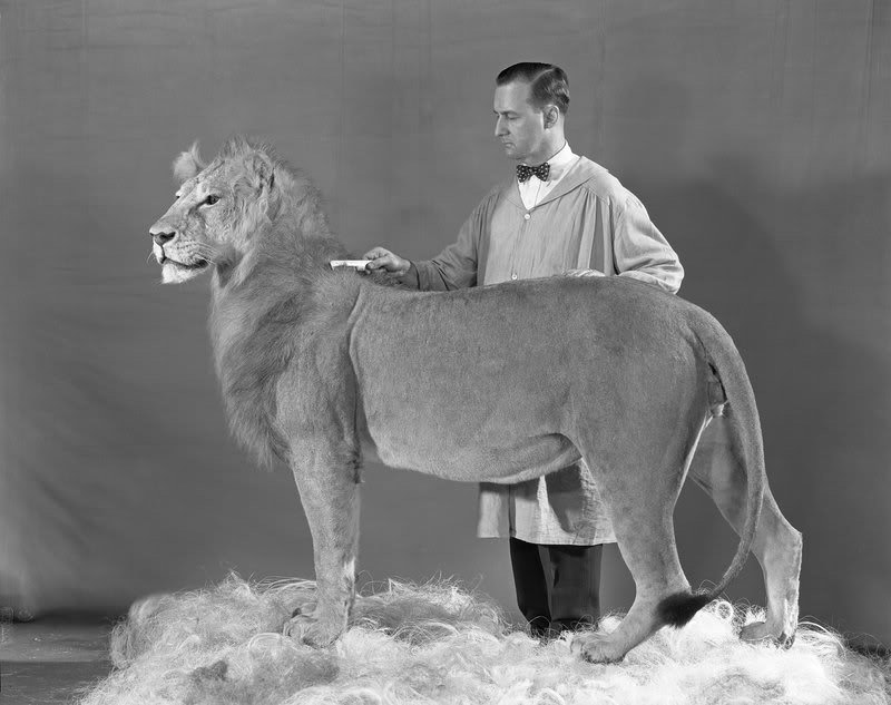 Shaving The Lion