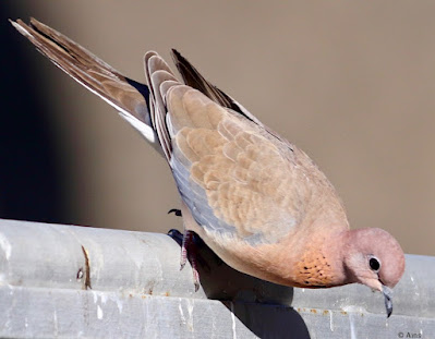 Laughing Dove - resident