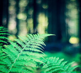 Fern habitat