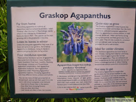 Kirstenbosch Botanical Garden