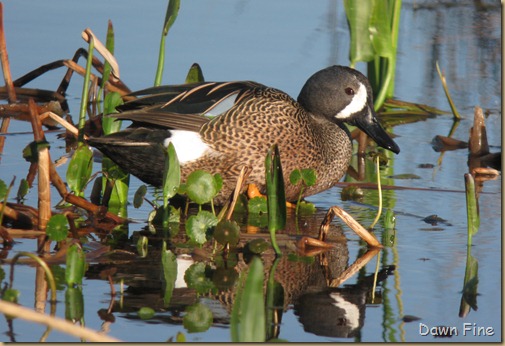 jeffs digiscoped pics_042