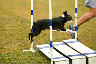 Board Jump