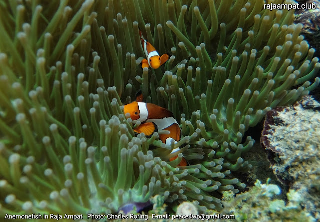 Anemonefish in coral reef of Raja Ampat