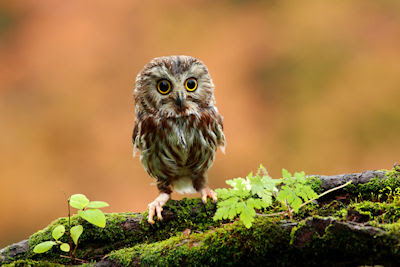 Conozca usted el pequeño búho de las praderas - Cute little owl