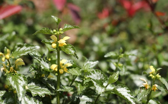 Yellow Archangel Flowers Pictures