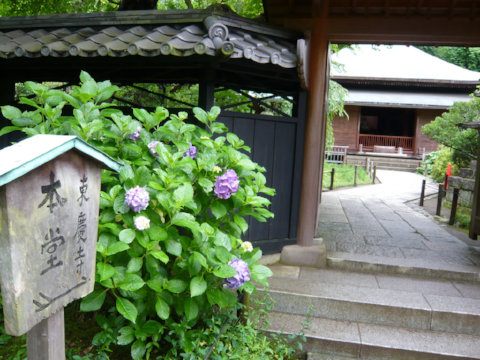 Tokei-ji-kita-kamakura-june