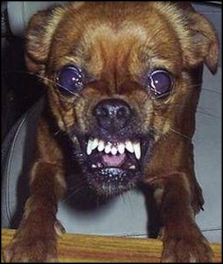 dog