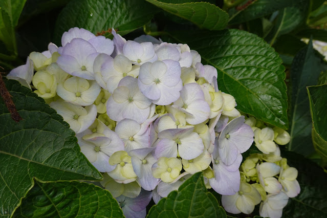 鳥取県西伯郡大山町宮内 アジサイ（紫陽花）