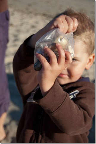Boston seashell collection