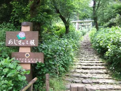 大平山あじさい坂。アジサイ坂。紫陽花坂。