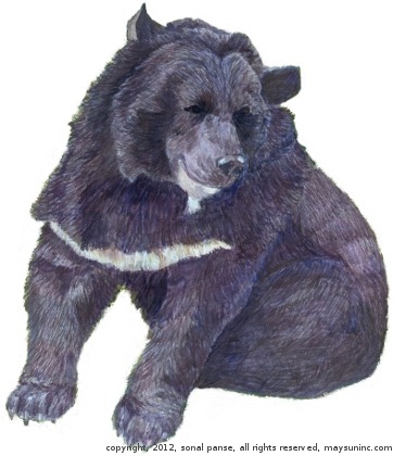 BlackBear
