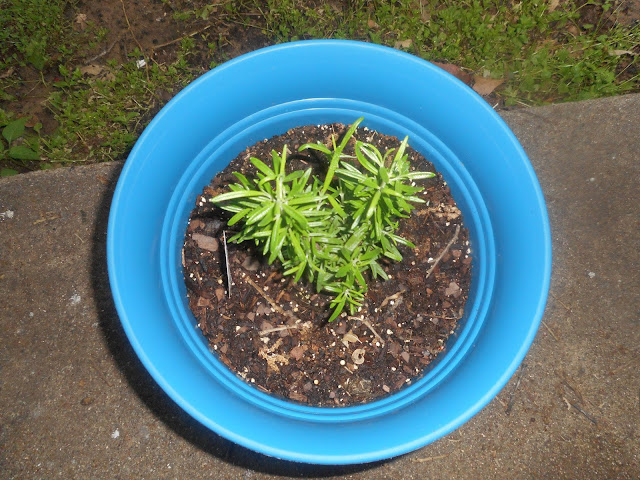 My Rosemary plant